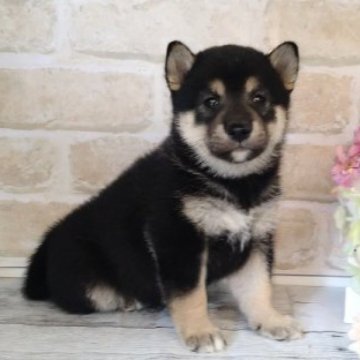 柴犬(標準サイズ)【北海道・男の子・2023年6月22日・黒】の写真「小さめ柴♥️」