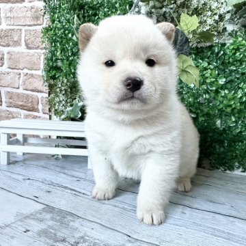 柴犬(標準サイズ)【北海道・女の子・2023年12月6日・白】の写真「大人気白柴！鼻黒の希少な白柴です❤️健康診断クリア」