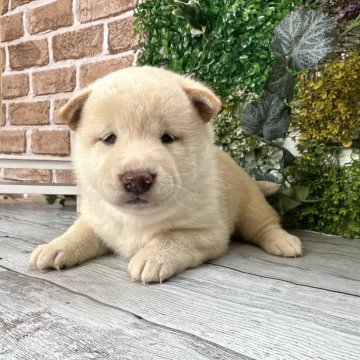 柴犬(標準サイズ)【北海道・男の子・2023年12月13日・白】の写真「大人気白柴！！タレ目です」