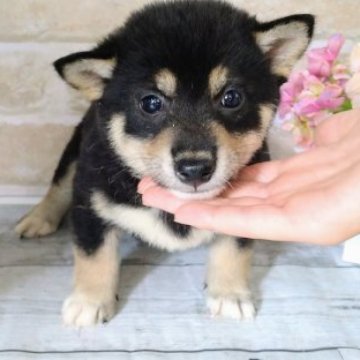 柴犬(標準サイズ)【北海道・男の子・2023年6月20日・黒】の写真「小さめ黒柴男の子！」