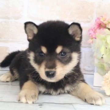 柴犬(標準サイズ)【北海道・男の子・2023年6月22日・黒】の写真「小さめ柴♥️」