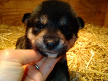 柴犬(標準サイズ)【北海道・男の子・2021年12月31日・黒】の写真「母親似の顔と体のバランスがとれた子で、小さめ男の子」