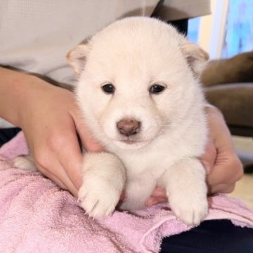 柴犬(標準サイズ)【北海道・男の子・2023年10月6日・白】の写真「父親豆柴❤️可愛いタレ目の子」