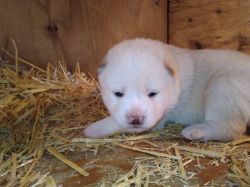 柴犬(標準サイズ)【北海道・女の子・2022年2月26日・白】の写真「大人気の白！遠方の方にはお近くの空港輸送もできます」