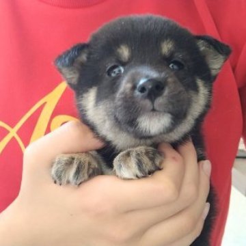 柴犬(標準サイズ)【北海道・男の子・2023年6月22日・黒】の写真「小さめ柴✨」