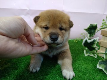 柴犬(標準サイズ)【北海道・女の子・2022年1月10日・赤】の写真「三姉妹で産まれました。三姉妹の中でも末っ子♪」