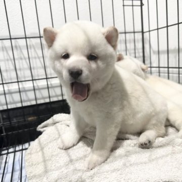 柴犬(標準サイズ)【北海道・男の子・2023年10月6日・白】の写真「父は豆柴で母が通常柴❤️ 小ぶり柴です」