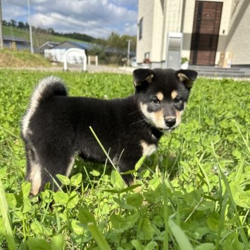 柴犬(標準サイズ)【北海道・女の子・2024年7月22日・黒】の写真「大人気黒柴🩷模様が綺麗な子です」