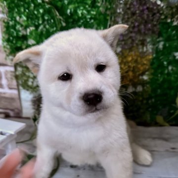 柴犬(標準サイズ)【北海道・男の子・2023年12月13日・白】の写真「大人気白柴！！超希少鼻黒！」