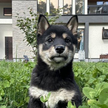 柴犬(標準サイズ)【北海道・女の子・2024年7月17日・黒】の写真「大人気黒柴🌸健康診断クリア」