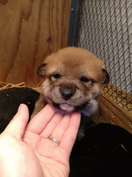 柴犬(標準サイズ)【北海道・男の子・2022年2月14日・茶】の写真「ふわふわもふもふで、触り心地抜群。骨格しっかり」