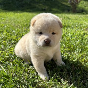 柴犬(標準サイズ)【北海道・女の子・2024年9月23日・白】の写真「むちむち白柴」