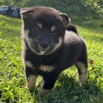 柴犬(標準サイズ)【北海道・男の子・2024年9月8日・黒】の写真「大人気黒柴🩷」