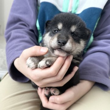 柴犬(標準サイズ)【北海道・女の子・2023年12月13日・黒】の写真「くっきり模様完璧❤️」