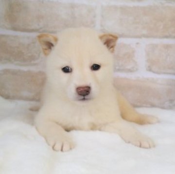 柴犬(標準サイズ)【北海道・男の子・2023年6月22日・白】の写真「小さめで可愛い」