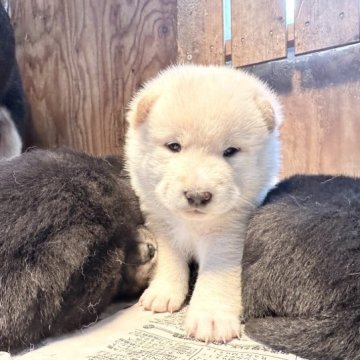 柴犬(標準サイズ)【北海道・男の子・2023年11月3日・白】の写真「ぷくぷくで可愛い」