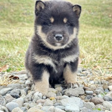 柴犬(標準サイズ)【北海道・男の子・2023年11月3日・黒】の写真「まろ眉くっきりで可愛いです❤️ 健康診断結果ok」