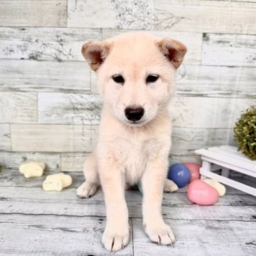 柴犬(標準サイズ)【北海道・男の子・2023年7月1日・白】の写真「耳が立ってきました💕むちむちでとても可愛いです」