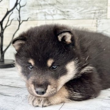 柴犬(標準サイズ)【北海道・男の子・2023年9月17日・黒】の写真「ややタレ目可愛い男の子❤️父親豆柴の小さめです」