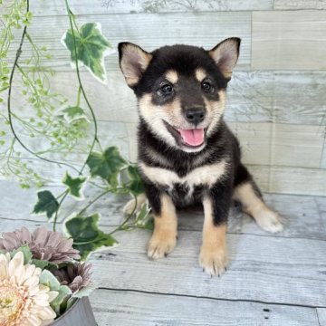 柴犬(標準サイズ)【北海道・女の子・2023年7月1日・黒】の写真「小さめ✨豆柴父親」