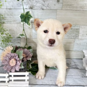 柴犬(標準サイズ)【北海道・女の子・2023年6月22日・白】の写真「優しいおめめが特徴です💕」