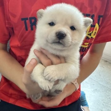 柴犬(標準サイズ)【北海道・男の子・2023年10月6日・白】の写真「父親豆柴❤️」