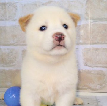 柴犬(標準サイズ)【北海道・男の子・2023年6月20日・白】の写真「小さめ柴♥️優しい顔が特徴」