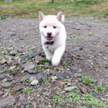 柴犬(標準サイズ)【北海道・男の子・2022年8月1日・白】の写真「希少１０%の白柴です✨大人気白柴です」