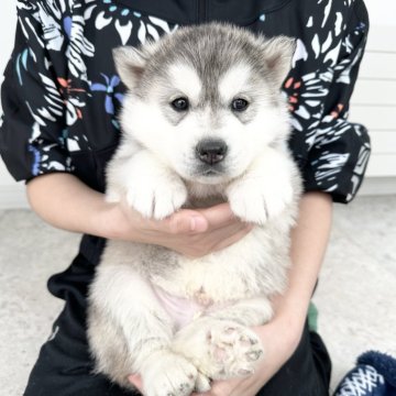 シベリアンハスキー【北海道・男の子・2024年1月3日・シルバーホワイト】の写真「ナチュラルアイ🐾」