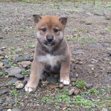 柴犬(標準サイズ)【北海道・男の子・2022年8月1日・茶】の写真「癒やしカラーの人気の茶色の柴です。」