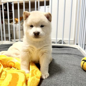 柴犬(標準サイズ)【北海道・女の子・2023年12月18日・白】の写真「大人気白柴！❤️つぶらな瞳　cute」