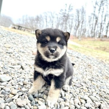 柴犬(標準サイズ)【北海道・女の子・2023年11月3日・黒】の写真「大人しめで、模様が綺麗な子❤️健康診断結果ok」