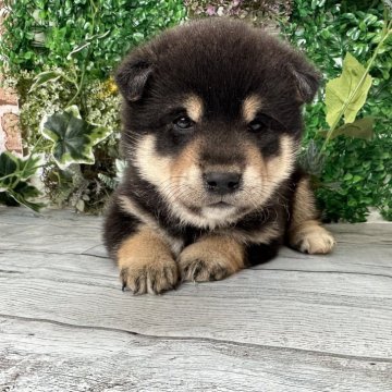 柴犬(標準サイズ)【北海道・女の子・2023年12月13日・黒】の写真「キリッとかっこいい柴らしい柴！！」