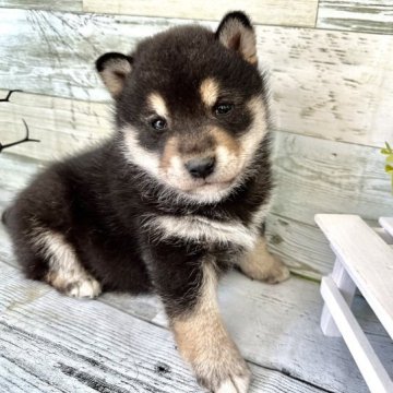 柴犬(標準サイズ)【北海道・男の子・2023年9月17日・黒】の写真「模様はっきりでお母さん似の可愛い男の子❤️父豆柴！」