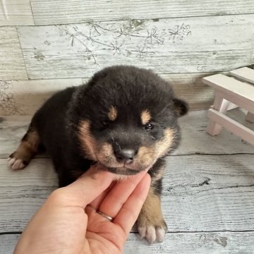 柴犬(標準サイズ)【北海道・男の子・2024年4月12日・黒】の写真「むちむちボディな男の子❤️」