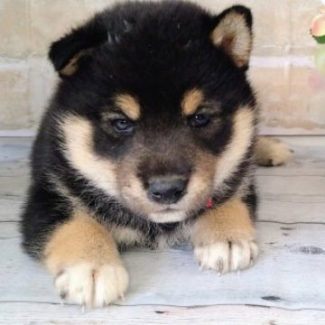 柴犬(標準サイズ)【北海道・女の子・2023年6月18日・黒】の写真「兄妹大人しめ♥️くっきり模様！」