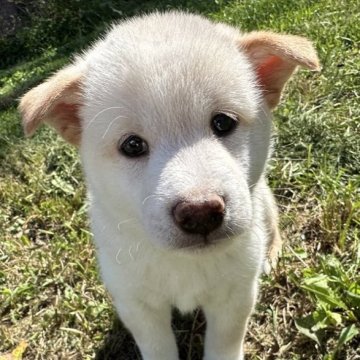 柴犬(標準サイズ)【北海道・男の子・2024年7月22日・白】の写真「大人気白柴の登場！！」