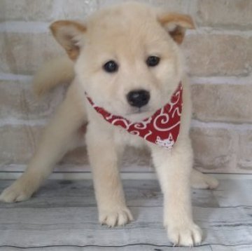 柴犬(標準サイズ)【北海道・男の子・2023年6月1日・白】の写真「ヨチヨチ歩き♥️希少なカラー✨大人気！！」