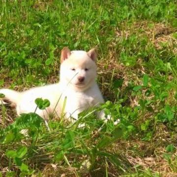 柴犬(標準サイズ)【北海道・男の子・2022年8月6日・白】の写真「大人気白柴！♥️」