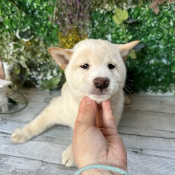 柴犬(標準サイズ)【北海道・男の子・2023年12月13日・白】の写真「タレ目💕」