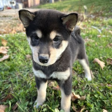 柴犬(標準サイズ)【北海道・女の子・2024年9月8日・黒】の写真「大人気黒柴✨健康診断クリア」