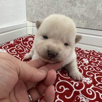 柴犬(標準サイズ)【北海道・男の子・2024年2月26日・白】の写真「大人気白柴！！」