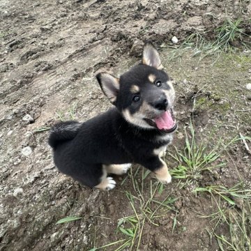 柴犬(標準サイズ)【北海道・男の子・2024年7月7日・黒】の写真「大人気黒柴🌸健康診断ok」