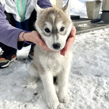 シベリアンハスキー【北海道・女の子・2024年1月3日・シルバーホワイト】の写真「ナチュラルアイ❤️健康診断クリア！」