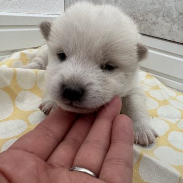 柴犬(標準サイズ)【北海道・男の子・2024年2月27日・白】の写真「大人気白柴」