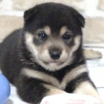 柴犬(標準サイズ)【北海道・女の子・2023年6月17日・黒】の写真「ぷくぷく♥️」