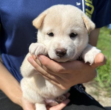 柴犬(標準サイズ)【北海道・男の子・2024年7月7日・白】の写真「優しい顔の男の子✨🌸タレ目ぎみ」