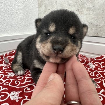 柴犬(標準サイズ)【北海道・女の子・2024年2月26日・黒】の写真「大人気黒柴」