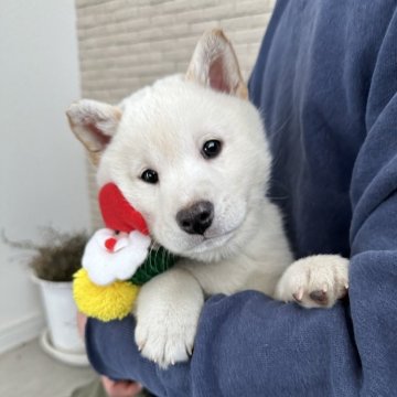 柴犬(標準サイズ)【北海道・男の子・2023年12月6日・白】の写真「大人気白柴！超希少鼻黒❤️」