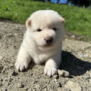 柴犬(標準サイズ)【北海道・男の子・2024年7月15日・白】の写真「超人気白柴✨」